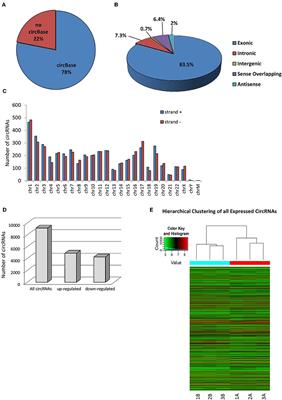 CircRNA Role and circRNA-Dependent Network (ceRNET) in Asthenozoospermia